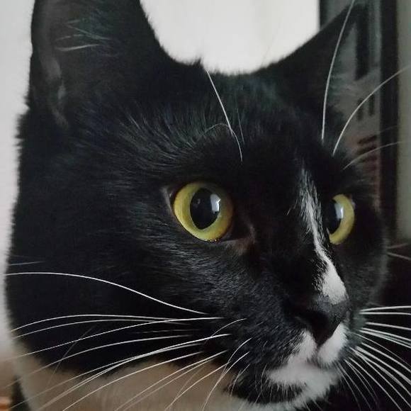 Meet your Posher, Robs - Picture 1 of 1